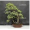 Pinus pentaphylla 20060181