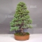VENDU Pinus pentaphylla ref: 22060181