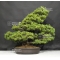 Pinus pentaphylla ref: 22060182