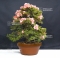 VENDU rhododendron waka ebisu 25060182 PROMOTION