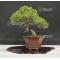 juniperus chinensis itoigawa ref 25060185