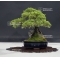 juniperus chinensis itoigawa ref 25060188