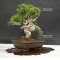 vendu juniperus chinensis itoigawa ref 250601810