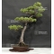 Pinus pentaphylla 04070185