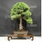 Pinus pentaphylla 9070183