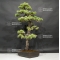 Pinus pentaphylla 13070183