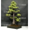 Pinus pentaphylla ref: 18070181