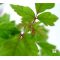 Acer griseum