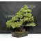 Pinus pentaphylla 25070184