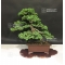 Juniperus procumbens.ref:17040182