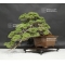 VENDU juniperus chinensis ref: 11090183