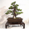 Pinus pentaphylla ref: 07030194