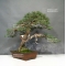 PT juniperus chinensis ref: 90901721