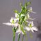 habenaria radiata vendu à l'unité. pot bonsai