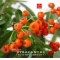 Pyracantha angustifolia ref:13110183