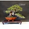 juniperus chinensis itoigawa ref:14040191