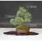 VENDU Pinus pentaphylla  ref : 19040195