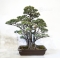 Pinus pentaphylla 26090181