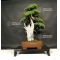 juniperus rigida ref: 27050191