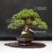 juniperus chinensis itoigawa ref 1907199