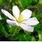 gardenia jasminoides bonsai ref:12070171