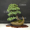 Pinus pentaphylla 04090197