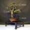 juniperus chinensis ref :12090193