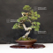 VENDU juniperus chinensis itoigawa ref 12090199