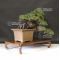 Pinus pentaphylla kokonoe du Japon ref :10090195