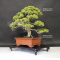 juniperus chinensis itoigawa ref 10090196
