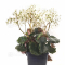 saxifraga fortunei thea