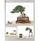 Bonsai focus magazine 108