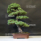 Pinus pentaphylla ref:13090191