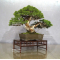 VENDU Juniperus chinensis itoigawa ref 10100191