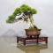 VENDU Juniperus chinensis itoigawa ref 10100192