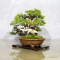 juniperus chinensis itoigawa ref 18050184