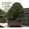 Pinus thunbergii "kotobuki" 20-25 cm