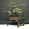Pinus pentaphylla ref:22110194