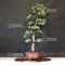 VENDU Pinus pentaphylla ref:16090194