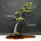 Pinus pentaphylla ref:16090196