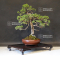 VENDU Juniperus chinensis itoigawa ref 18090191