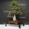Pinus pentaphylla variété zuisho 18090198