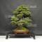 Pinus pentaphylla variété kokonoe 18120192