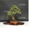 VENDU Juniperus chinensis itoigawa ref :18120195