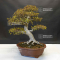rhododendron chuo no hikari 4040204