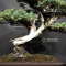 Juniperus rigida 19040204