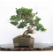 juniperus chinensis itoigawa ref:04050201