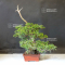 juniperus chinensis itoigawa 04050203