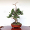 VENDU juniperus chinensis itoigawa 05050208