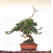 VENDU juniperus chinensis itoigawa 05050209